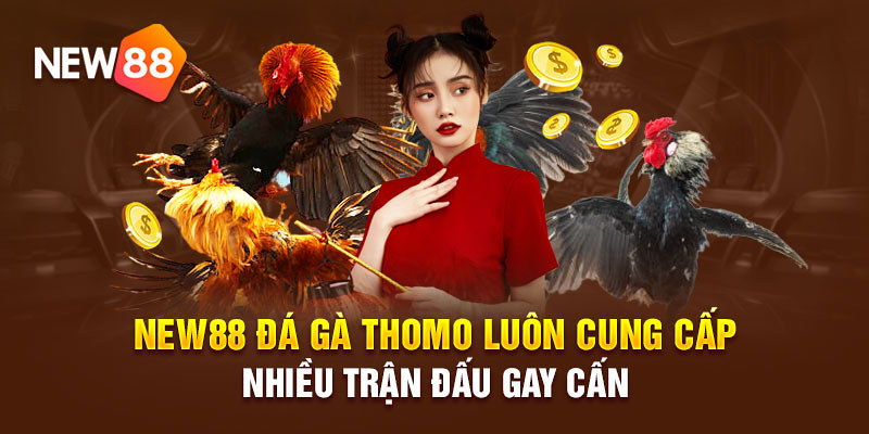 Bí quyết đặt cược chọi gà luôn chiến thắng