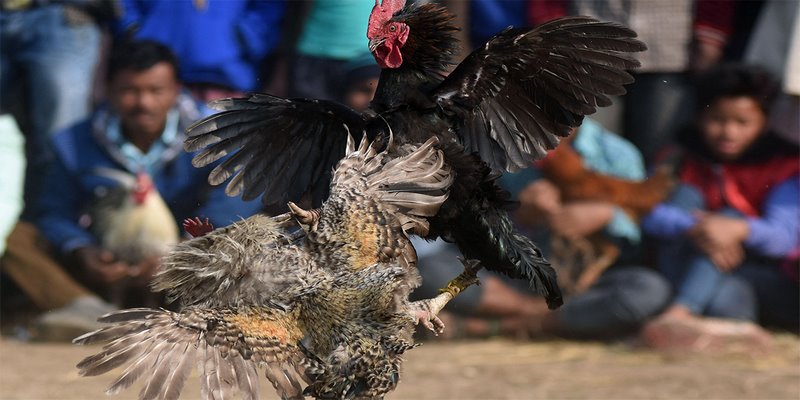 Tìm hiểu các giống gà nổi tiếng được chọn thi đấu cựa dao