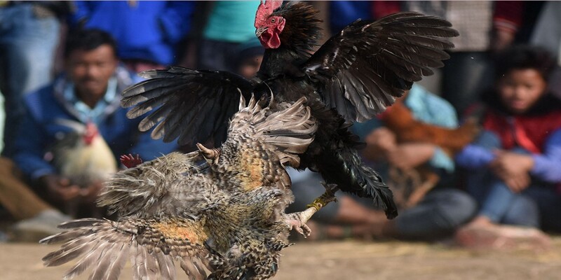 Chọi gà C1 yên tâm về tính hợp pháp